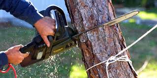 Best Root Management and Removal  in Natalia, TX